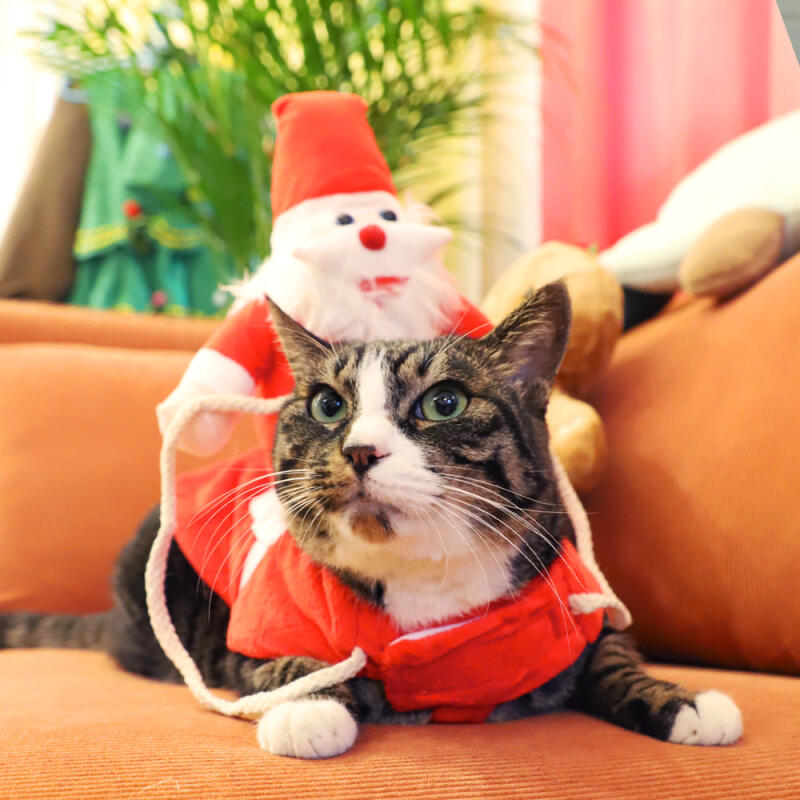 Fantasia de Animal de Estimação Papai Noel Cavaleiro (Cachorro pequeno)