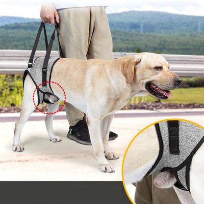 Cani – Collari e guinzagli per cani