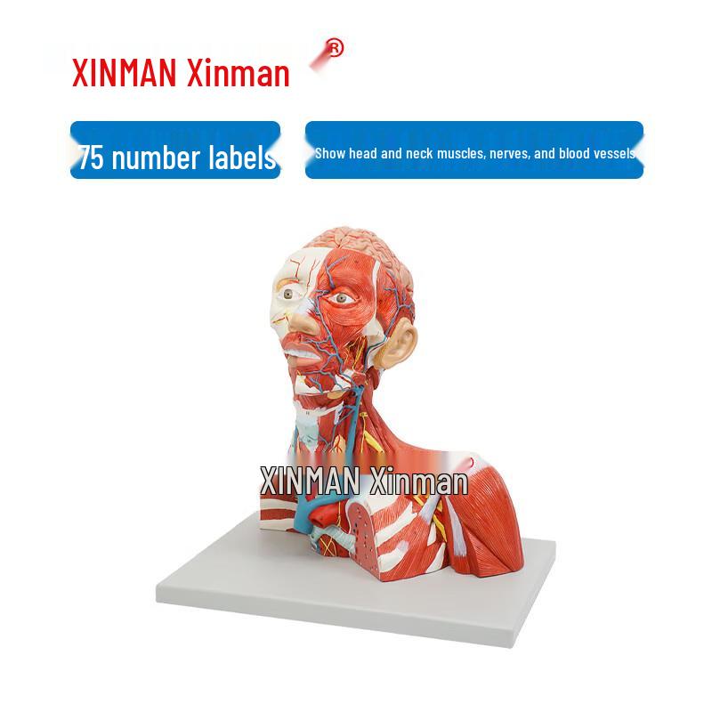 Анатомическая модель головы и шеи человека Xinman
