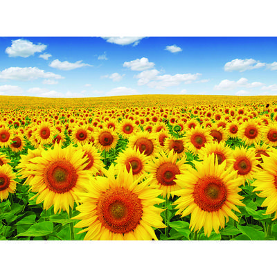 Błękitne niebo, pole słoneczników, układanka PS502, popularne koreańskie puzzle