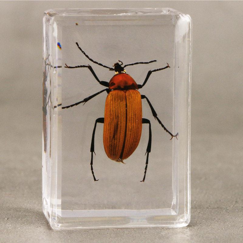 Okazy Owadów: Prawdziwy Pająk, Skorpion, Osa Błotna w Przezroczystej Żywicy do Nauczania i Dekoracji