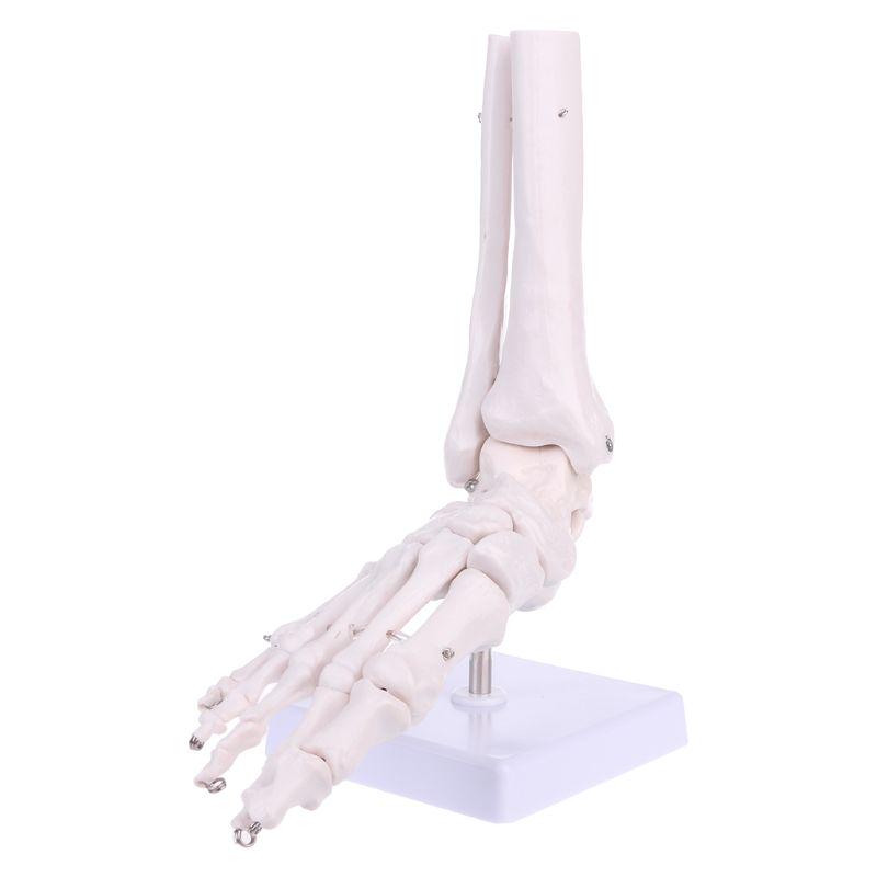 Color, White Anatomical Skeleton Model Medical Display Study Tool Life Size Foot Ankle Joint 0827 ,White Color, White Anatomical Skeleton Model Medical Display Study Tool Life Size Foot Ankle Joint 0827 ,White