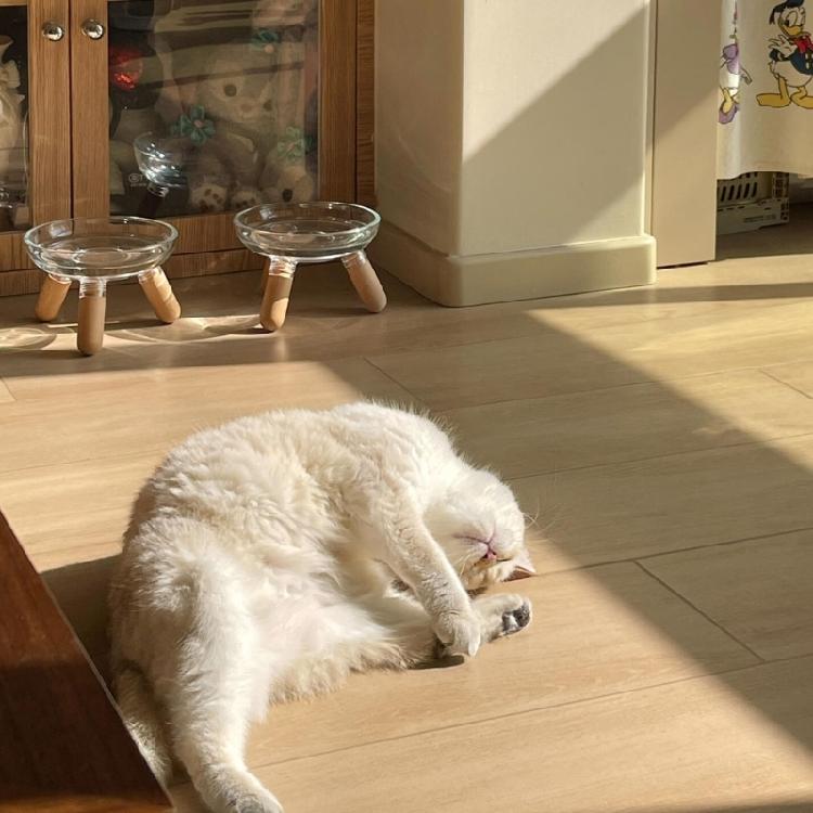 Elevated Dog Bowl Set Insert Dish Feeders And Easy To Clean Design For Small To Large Dogs Feeding Stand