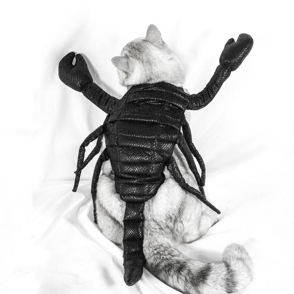 Halloween Haustier Kostüm Süßes Skorpionkönig Kostüm Für Katzen Und Hunde Aus Schwarzem Stoff