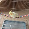 Colorful Hanging Cotton Rope Bird Standing Frame Comfortable Parrot Chewing Climbing Grinding Rod