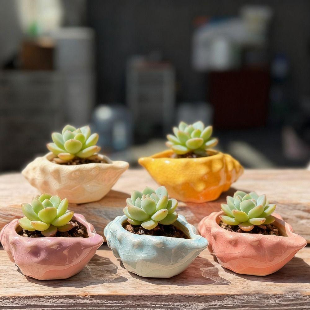 Small Conch Flowerpot Small Capacity Succulent Flowerpot New Gardening Supplies Indoor Decor
