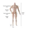 1/6 Männliche Puppe 35cm Höhe Mann Puppe Weiße/Normale/Gebräunte Haut Starker Mann Bodybuilding Material Drei Hautfarben Verfügbar