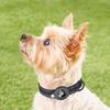 Detachable Pet Anti - Loss Protective Case Cover for Airtag Tracker, Applicable To Pet Location Collar (Ready Stock)