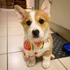 Cotton Pet Bandana for Dogs Cats Summer Thin Dog Triangular Bandage Scarf Golden Retriever Bibs Mascotas Grooming Accessories