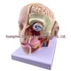 Natural Size Head Anatomy Model with Cerebral Arteries, 4-Part Mid-Sagittal Brain Section
