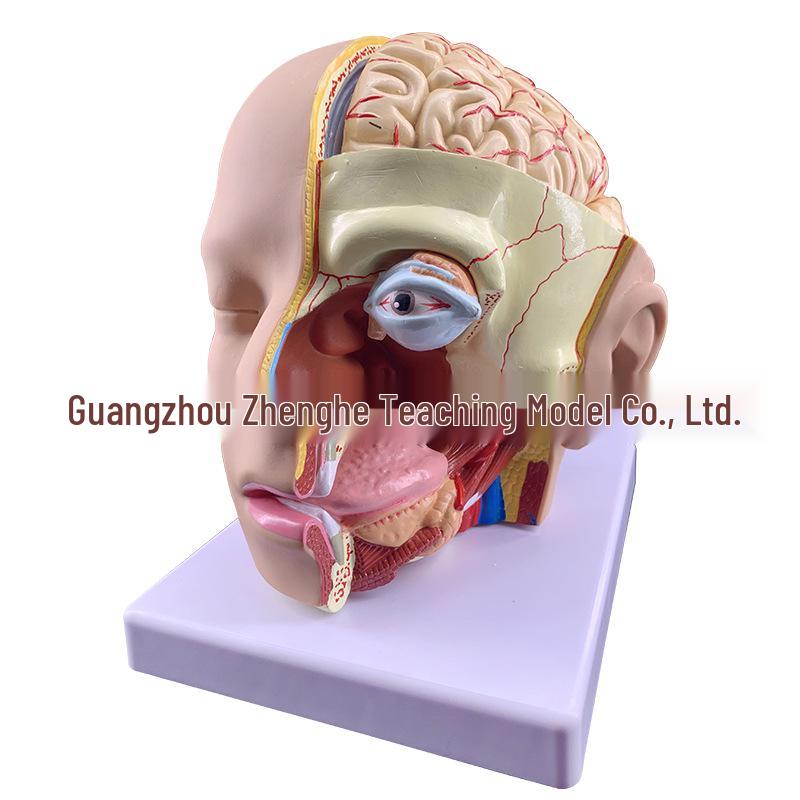 Natural Size Head Anatomy Model with Cerebral Arteries, 4-Part Mid-Sagittal Brain Section