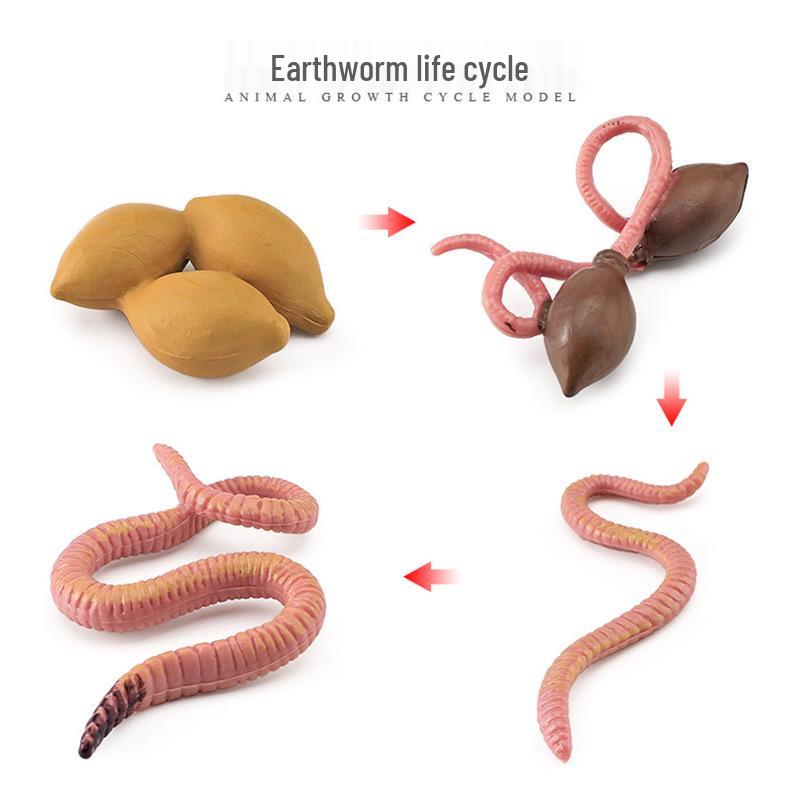 Animal Growth Cycle Models: Chicken, Duck, Goose, Butterfly, Turtle, Frog Montessori Teaching Figurines
