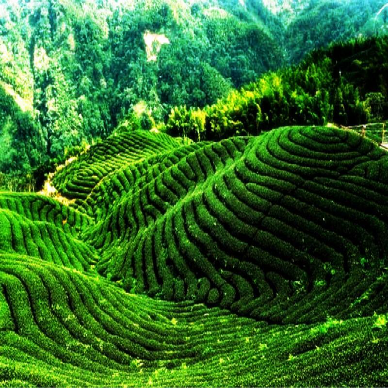 Natural Biluochun Green Tea 250g Organic Herbal Energy Tea Premium