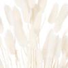Hill Interiors Bunny Tail Dried Flower (Pack of 60)
