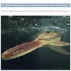 MEREDITH Soft Lure Glide Camaron 94mm 8.4g 10pcs Shrimp Antennae Double Legs Bass Pike JXSC05