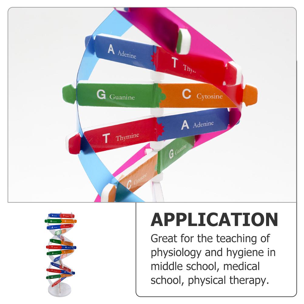 Accurate Double Helix Model for Human Genes Education DIY Science Tool for Classroom Projects and Creative Learning