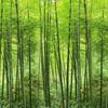 Green Bamboo Wallpaper Forest Natural Landscape Photo Mural Living Room Study Room Backdrop Home Decor 3d Wallpaper