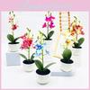 Simulated Phalaenopsis Potted Artificial Artificial Flower For Balcony Ornament And Event Decoration