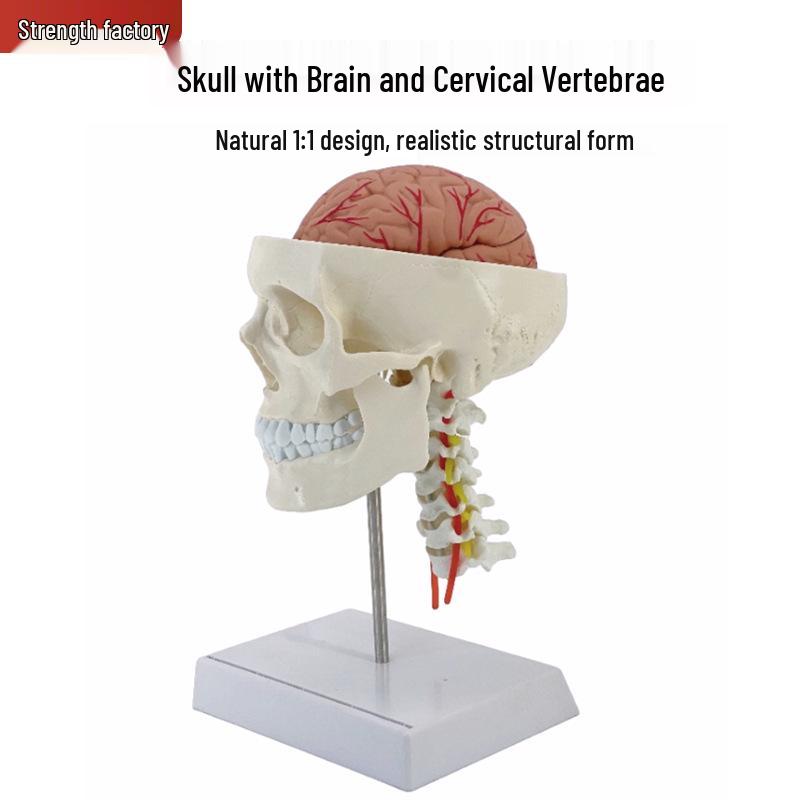 Natural Large Human Skull Model with Cervical Vertebrae, Brain, Cranial Cavity, and Brain Artery, Includes Stand