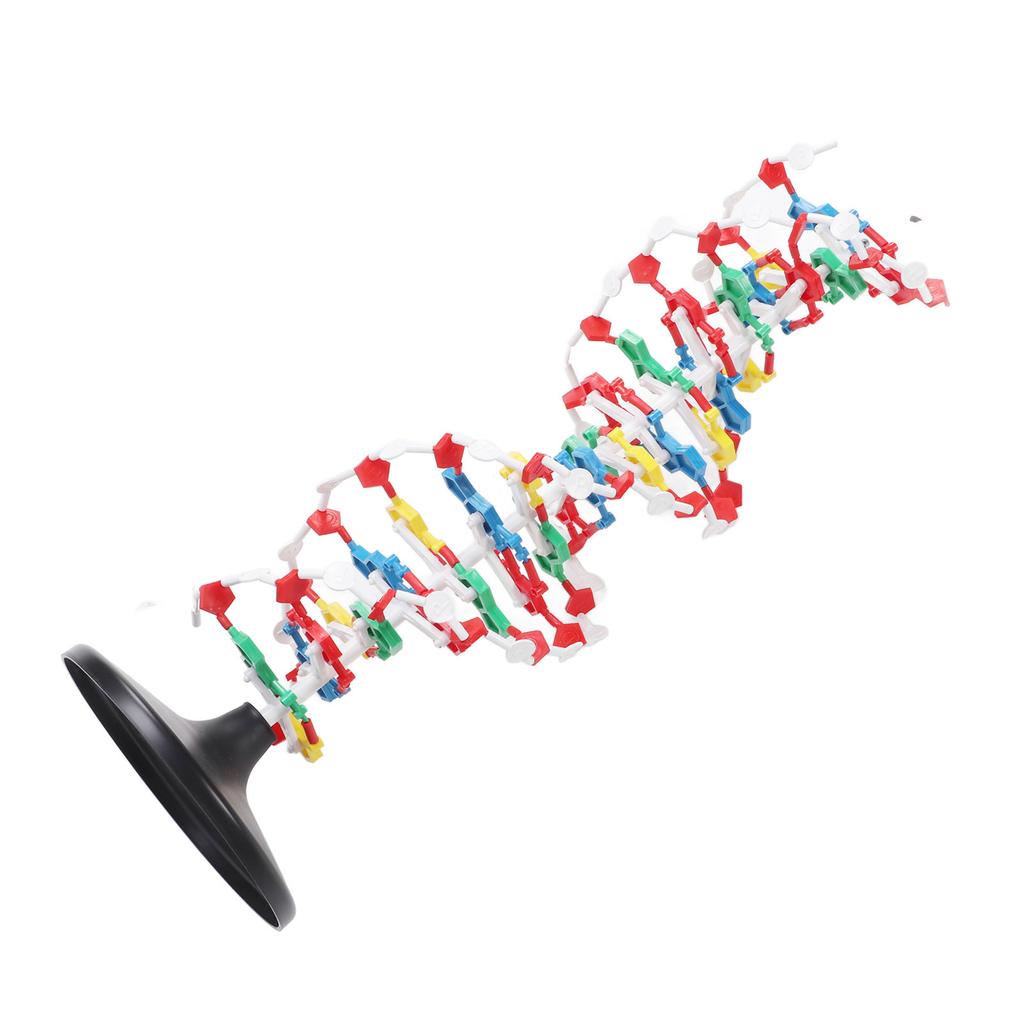 DNA Structure Model Plastic Educational DNA Double Helix Model Teaching Equipment