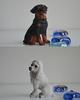 12 Pcs Miniature Dog Puppy Resin Craftwork Decorations Dollhouse Decoration Pet decorations