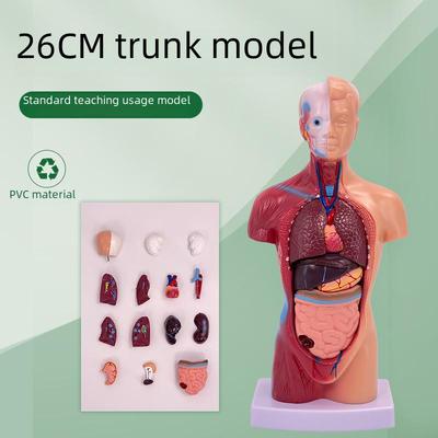 Model de trunchi uman de 28 cm: Ajutor didactic pentru anatomie și jucărie educațională pentru copii