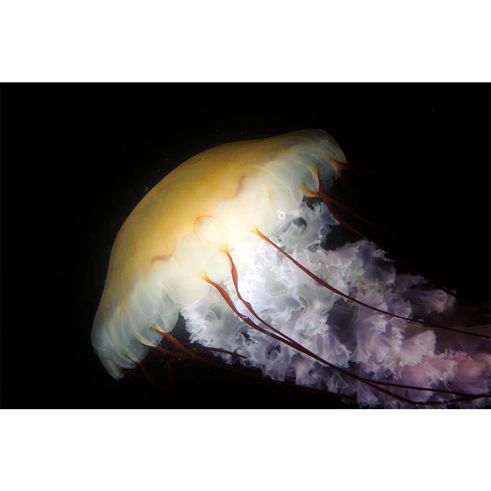 5D-Diamantgemälde zum Selbermachen, Tierqualle, Strass-Kunstbild, Kreuzstich-Set, Volldiamant-Stickerei, Mosaik, Geschenk, Heimdekoration