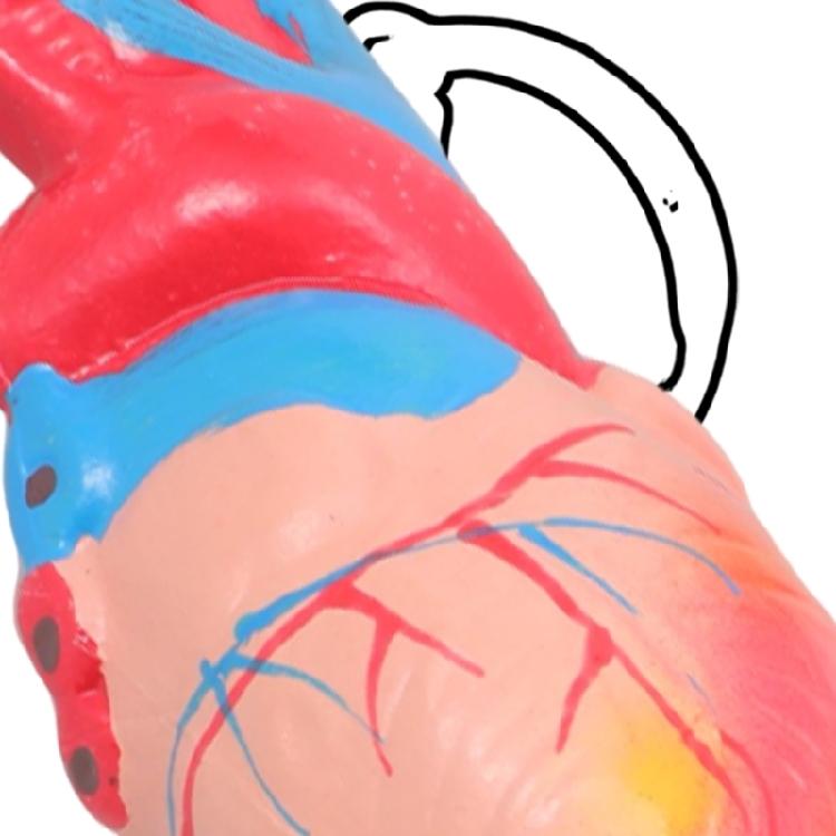 Porte-clés Cœur Éducatif Modèle d'Anatomie Haute Précision Conception Légère et Portable Pour Médecins Étudiants Collectionneurs