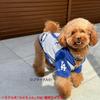 Official MLB Los Angeles Dodgers Shohei Ohtani Model Baseball Uniform Hoodie, Size Small, for Pets