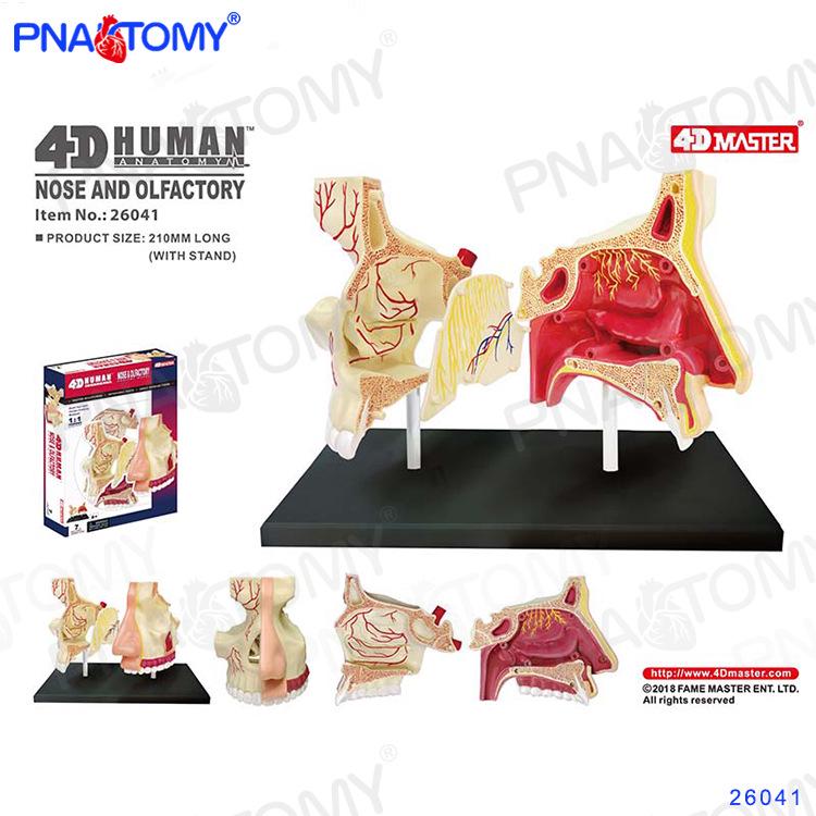 4D Human Anatomy Model: Brain, Heart, Eye, Ear, Pelvis, Knee, Muscle