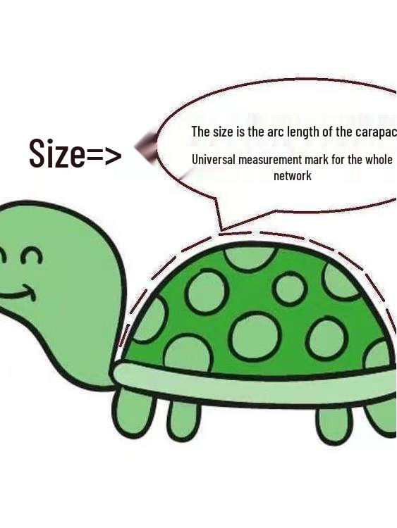 Live Baby Black Shell Chinese Grass Turtles - Outdoor Pond Cold Water Pet