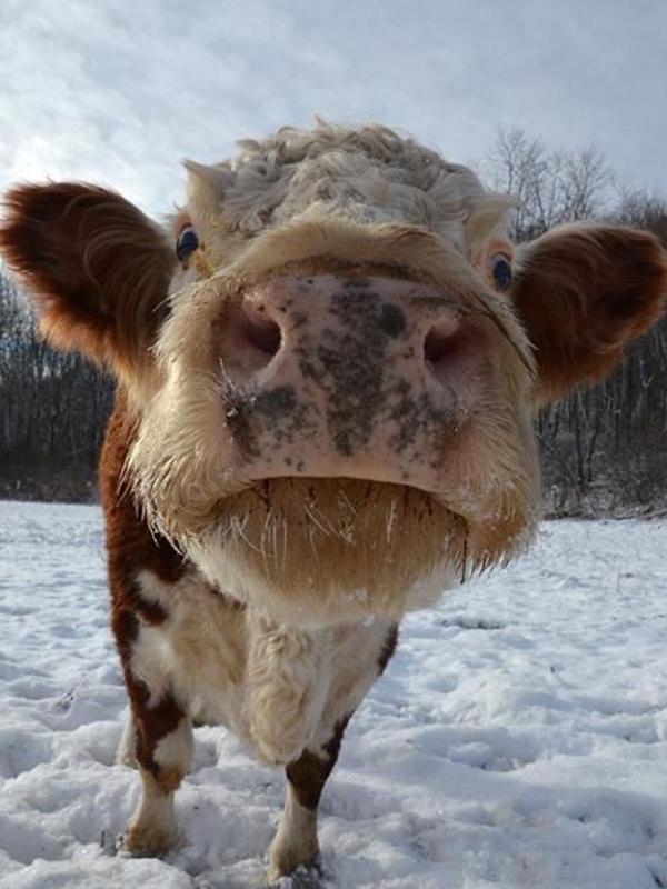 

Алмазная краска Животные 5D Алмазная мозаика Наборы для вышивки крестом ВышивкаDaimond Painting Full Drill 15*20cm