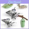 Insect Animal Papilionidae Lifecycle Model Educational Toy For Children Science Learning