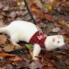 Safety Small Pet Ferret Pet Adjustable Hamster Vest Leash Leads Harness Chest Strap
