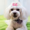 15Pcs Gradient Tone Pet Bow Hair Bows Heart Shaped Gradient Ribbon Bow  Pet Grooming Styling
