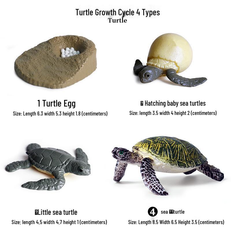 Cross-Border Children's Cognitive Amphibian & Reptile Tortoise Model Fish Tank Ornament Toy