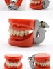 Dental Educational and Communication Model Set: Comprehensive, Removable, and Implant Restoration Models