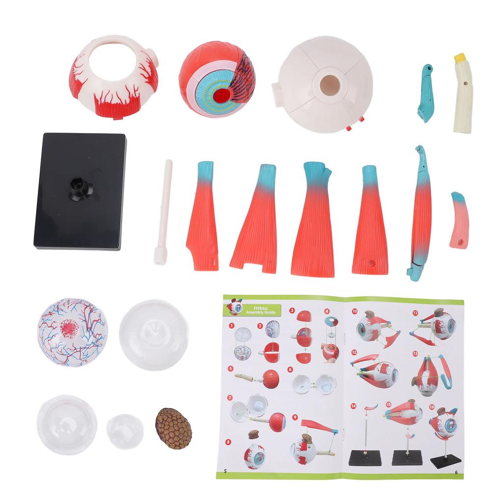Anatomisches Modell des menschlichen Auges mit abnehmbarem Ständer 16 abnehmbare Teile Bildungsdisplay Wissenschaftsunterricht Augapfelmodell