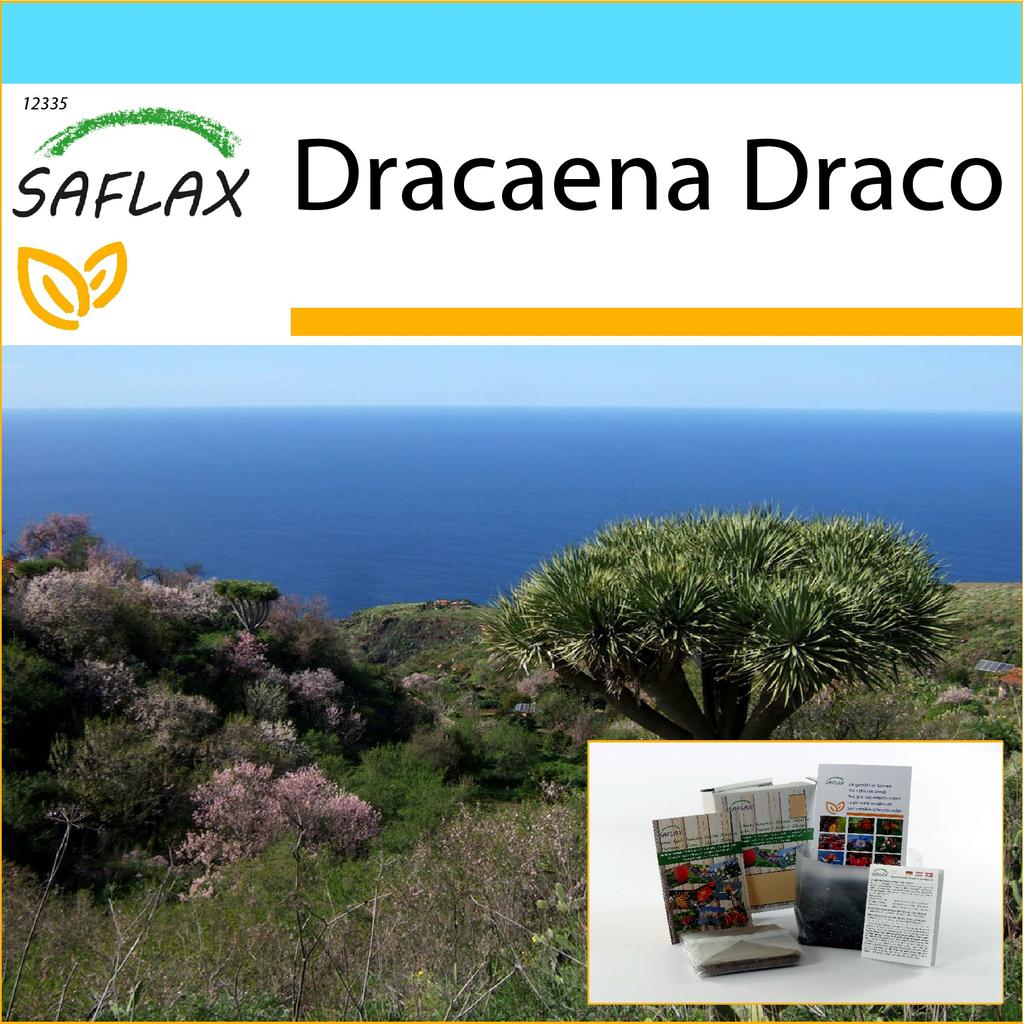 Kaufe SAFLAX - Geschenkset - Drachenbaum - 5 Samen - Mit Geschenkbox,  Karte, Etikett und Blumenerde - Dracaena Draco zum Preis ab 12 | Joom