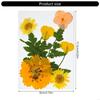 Elegant Natural Pressed Flower 32 Pieces 4 Pack Materials Dried Florals For Resin Art Jewelry Making Projects A0KF