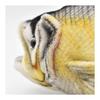 Seabass No6052