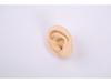 Silicone Ear Model for Training, Display & Ear Studs or Earphones