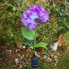 Fairy Hydrangea Light, LED Solar Powered Outdoor Garden Stake Lights  Artificial Hydrangea Flower Light for Path Yard Walkway Patio