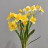 Decorațiuni pentru casă – Flori decorative şi coroane de flori