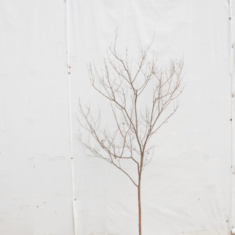 Künstlicher Baumzweig und Stamm Dekorationsstück