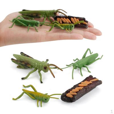 Grasshopper / Animal Growth Life Cycle Figures Playset Kids Pre Imagination Toys Role Play Themed