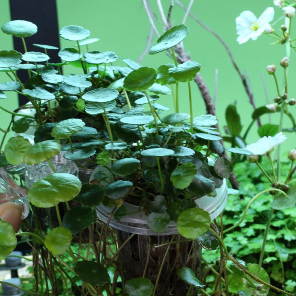 Support de plantes d'aquarium à suspendre pour culture de plantes aquaponiques avec fentes et trous pour aquariums