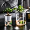 Aquaponic Betta Fish Tank Transparent Plastic Shatterproof Planter Ecosystem Aquarium Desktop Aquaponic System for Betta Fish Houseplants