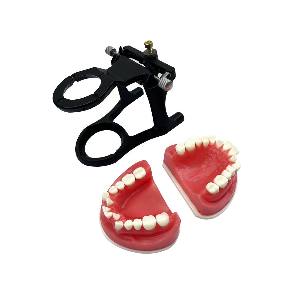 Dental Orthodontic Training Jawbone Model Wax Gingiva Orthodontic Treatment Dental Model