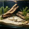 Realistisch Haaienskelet Schuilhuis Huis Ongeverfd Aquarium Ondergrondse Grot Aquarium
